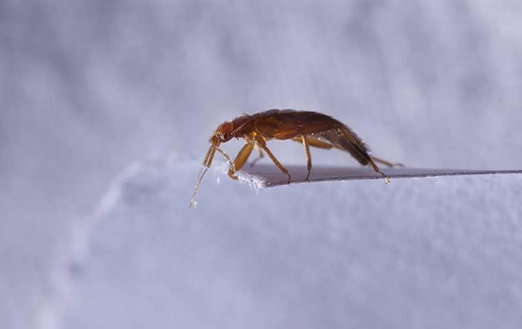 a bed bug crawling on a bed sheet