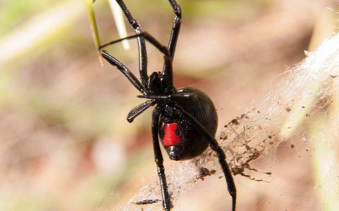 black widow spider in its web
