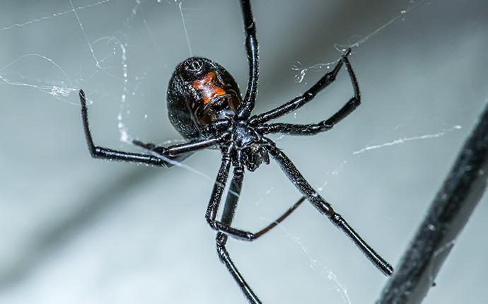 Black Widow Spiders