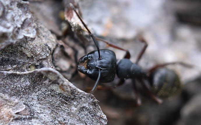 an ant on rock wall