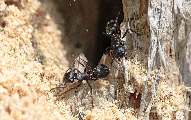 carpenter ant on chewed wood