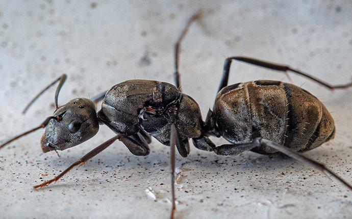 up close image of a carpenter ant crawling on a kitchen floor