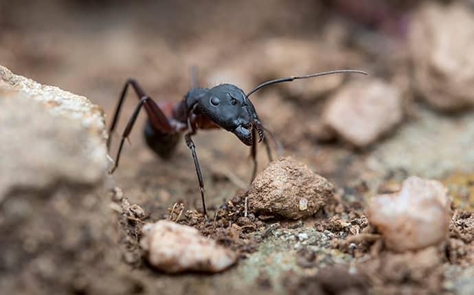 close up of carpenter ant