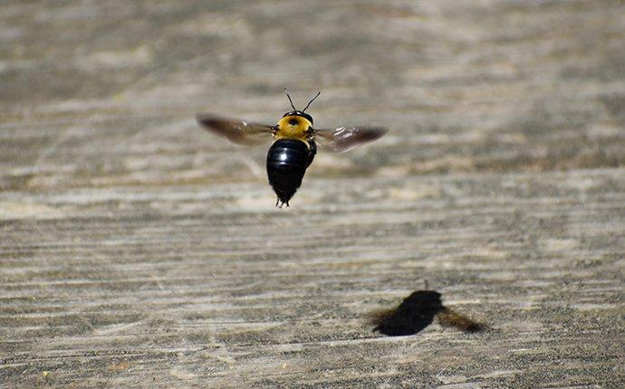 carpenter bees