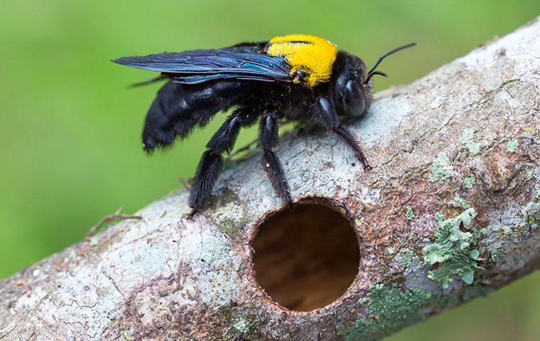 carpenter bee on hollowed branch