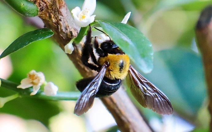 a carpenter bee landing on flowers