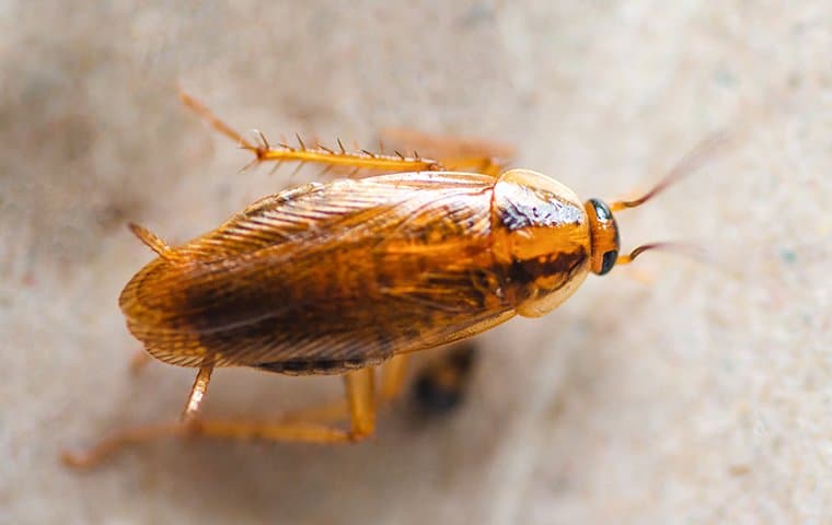 German cockroach on a Bay Area countertop.