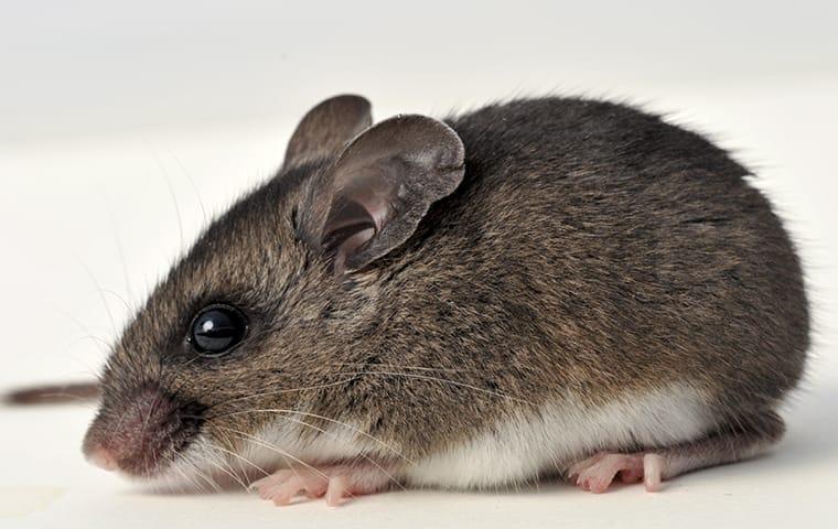 deer mouse up close on the ground