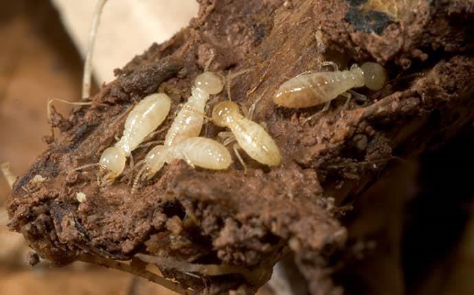 Subterranean termites on a piece of wood.