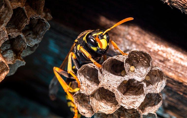 hornet on a nest