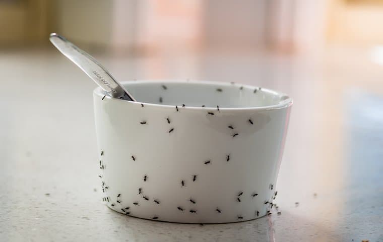 ants on bowl