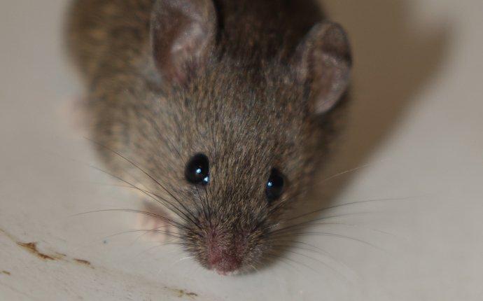 close up of house mouse