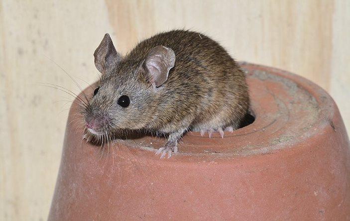 A house mouse on top of a pot.