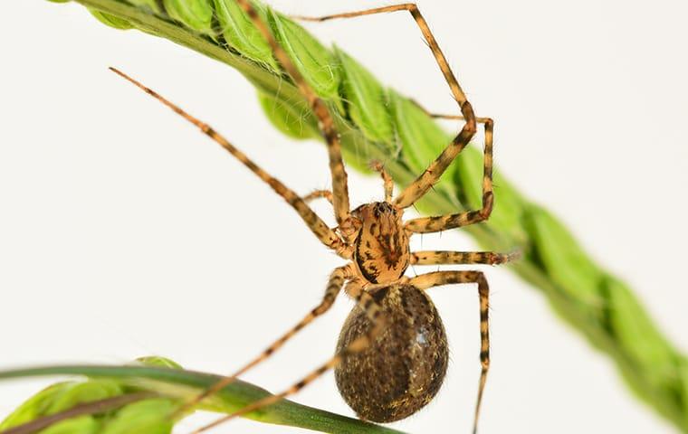 house spider crawling on leaves