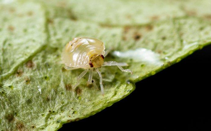 a mite crawling on a leaf