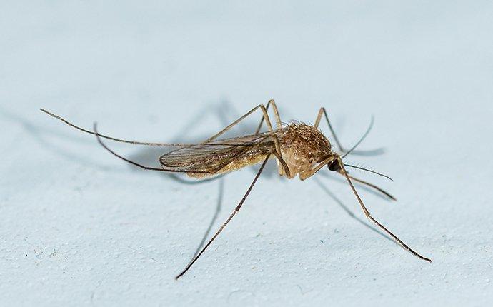 a mosquito landing on a table