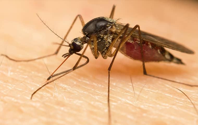 mosquito on skin