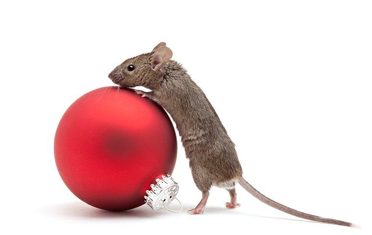 a mouse on a holiday ornament