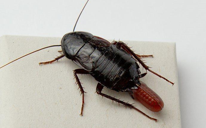 an oriental cockroach on a countertop