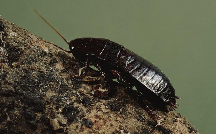 oriental cockroach outside a home