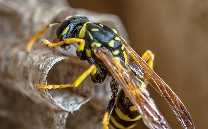 a paper wasp crawling on nest