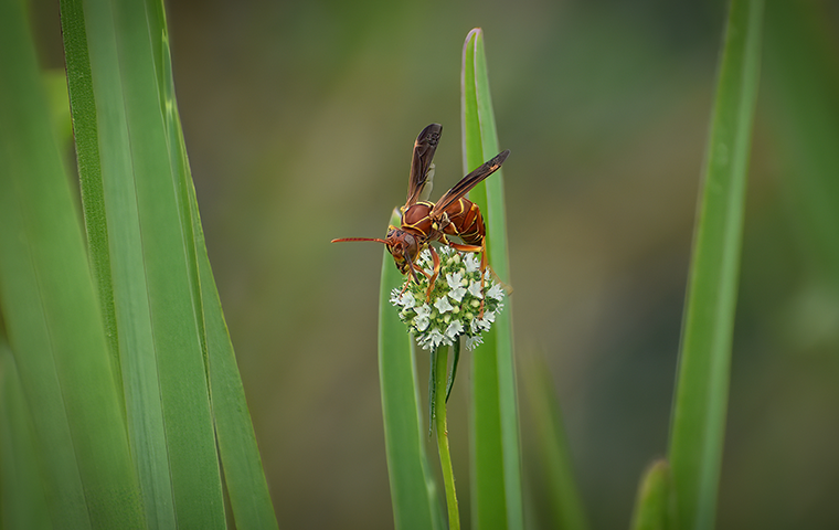 paper wasp on flowers