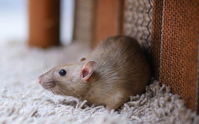 a rat inside a home