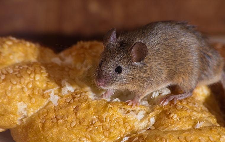 rat eating bread