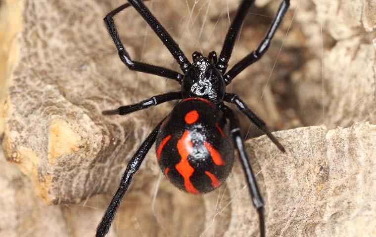 black widow spider making web
