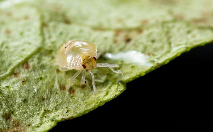 spider mite on leaf