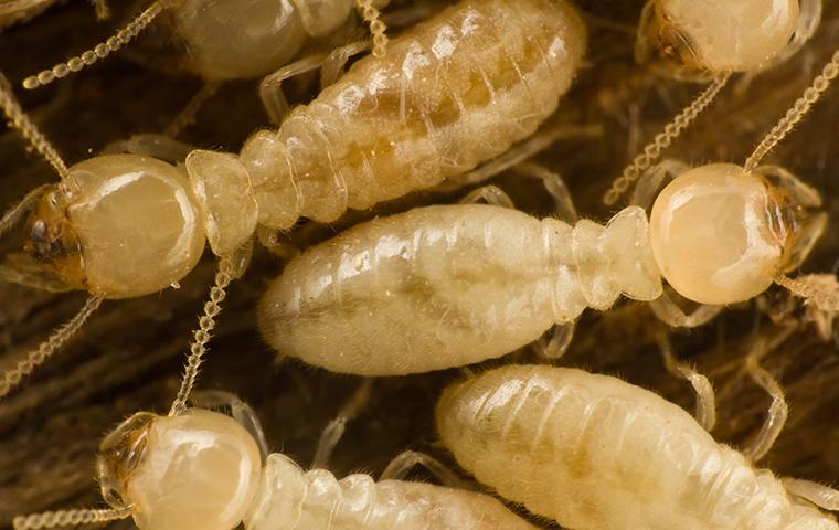 close up of subterranean termites