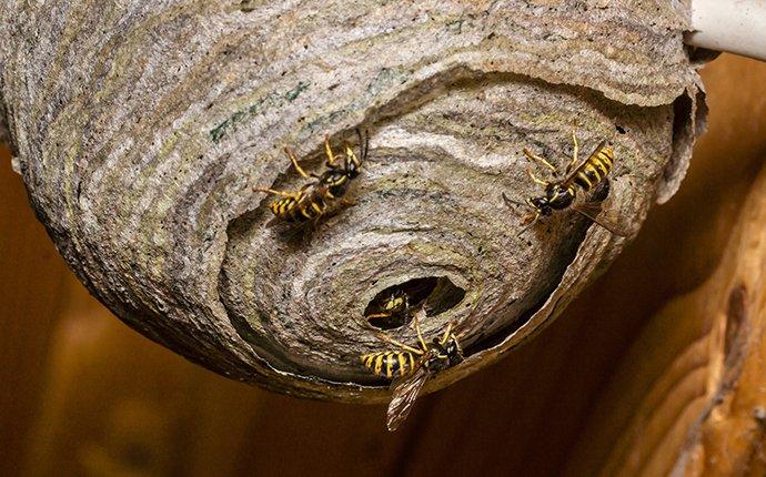 wasp nests with wasps