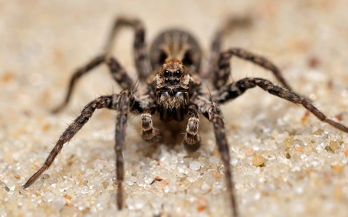 wolf spider holes in ground