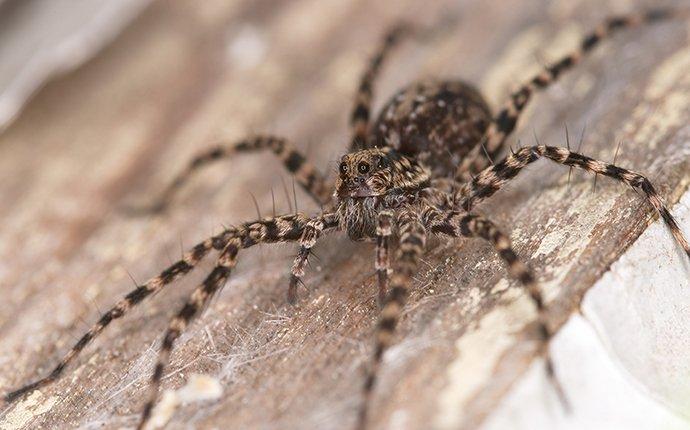 Blog - Are Wolf Spiders In San Jose Dangerous?