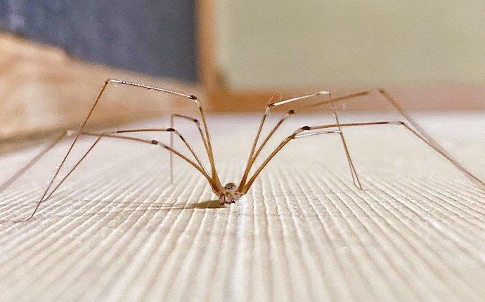 a cellar spider on a living room carpet