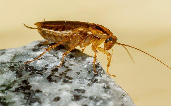 a gerrman cockroach in house