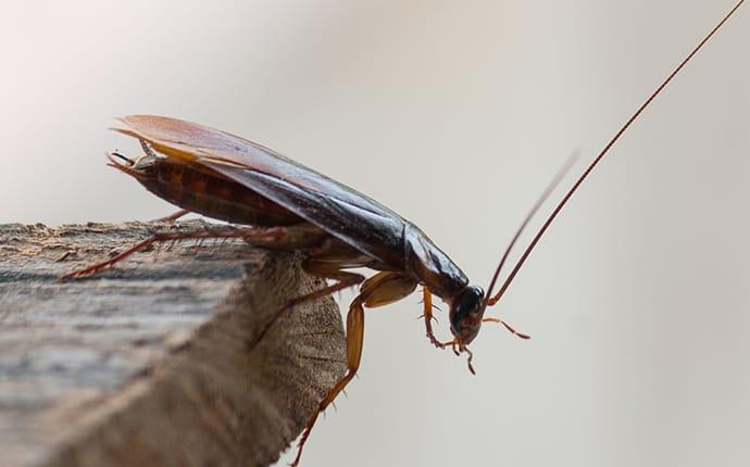 a cockroach crawling in a berkeley home