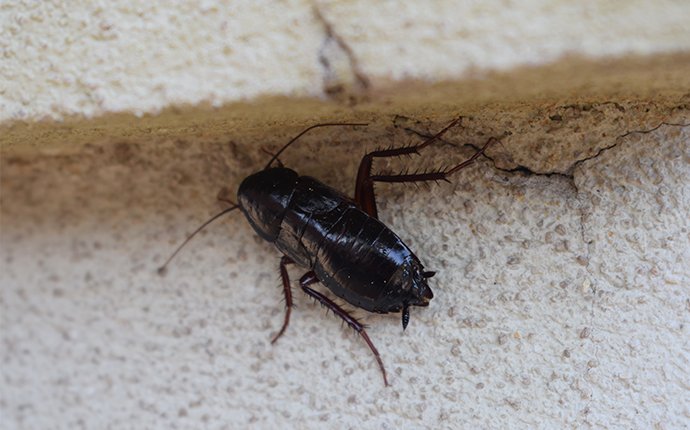 an oriental cockroach in house