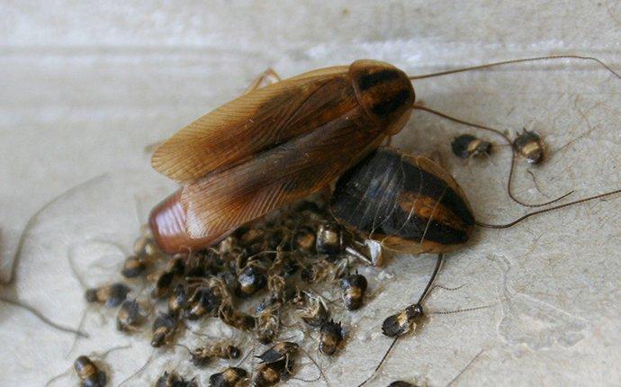 cockroaches in a kitchen