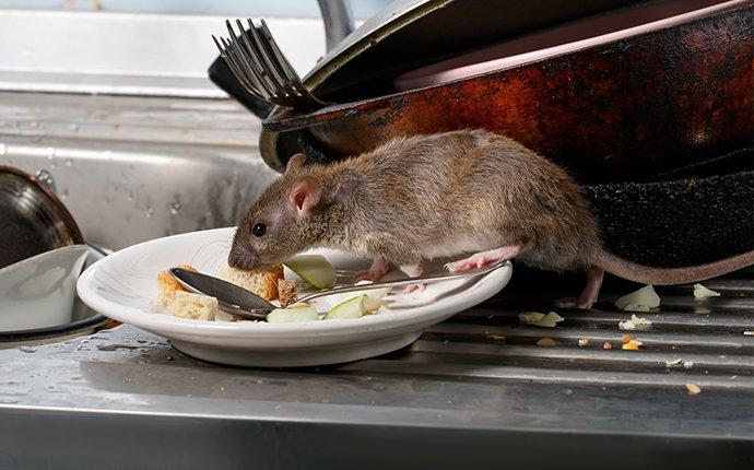 a little rat in a kitchen
