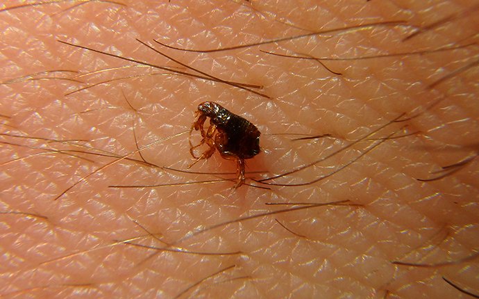 a flea on a person