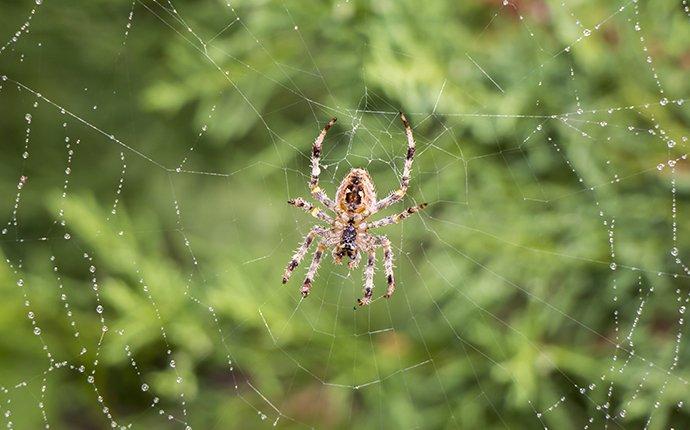 a spider in its web outside