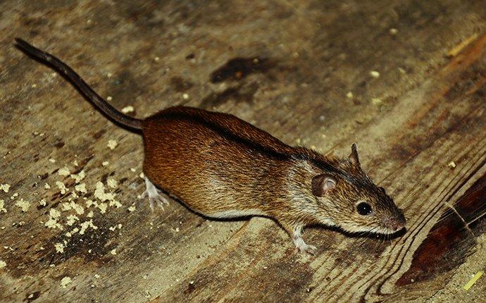 5 Tips for Getting Rid of Mice in Your Attic