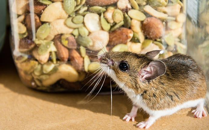 Why Aren't Mouse Traps Effective? Rodent Prevention Tips