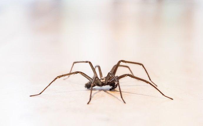 spider on bathroom floor