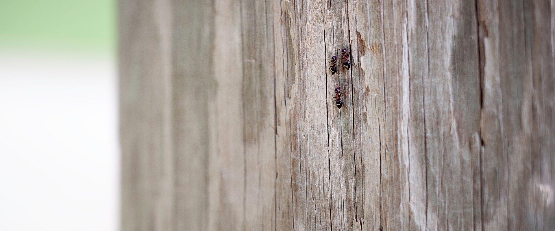 carpenter ants on the side of a shed