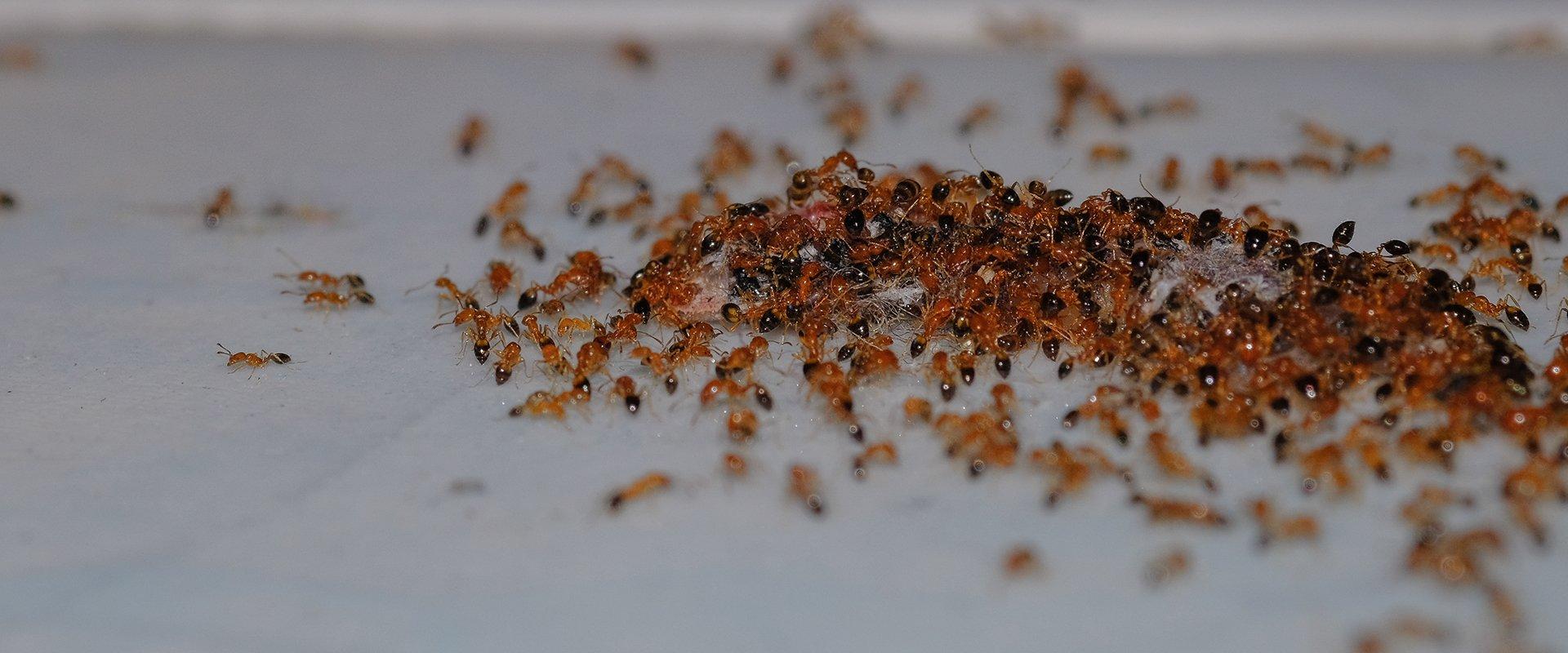 a large group of ants