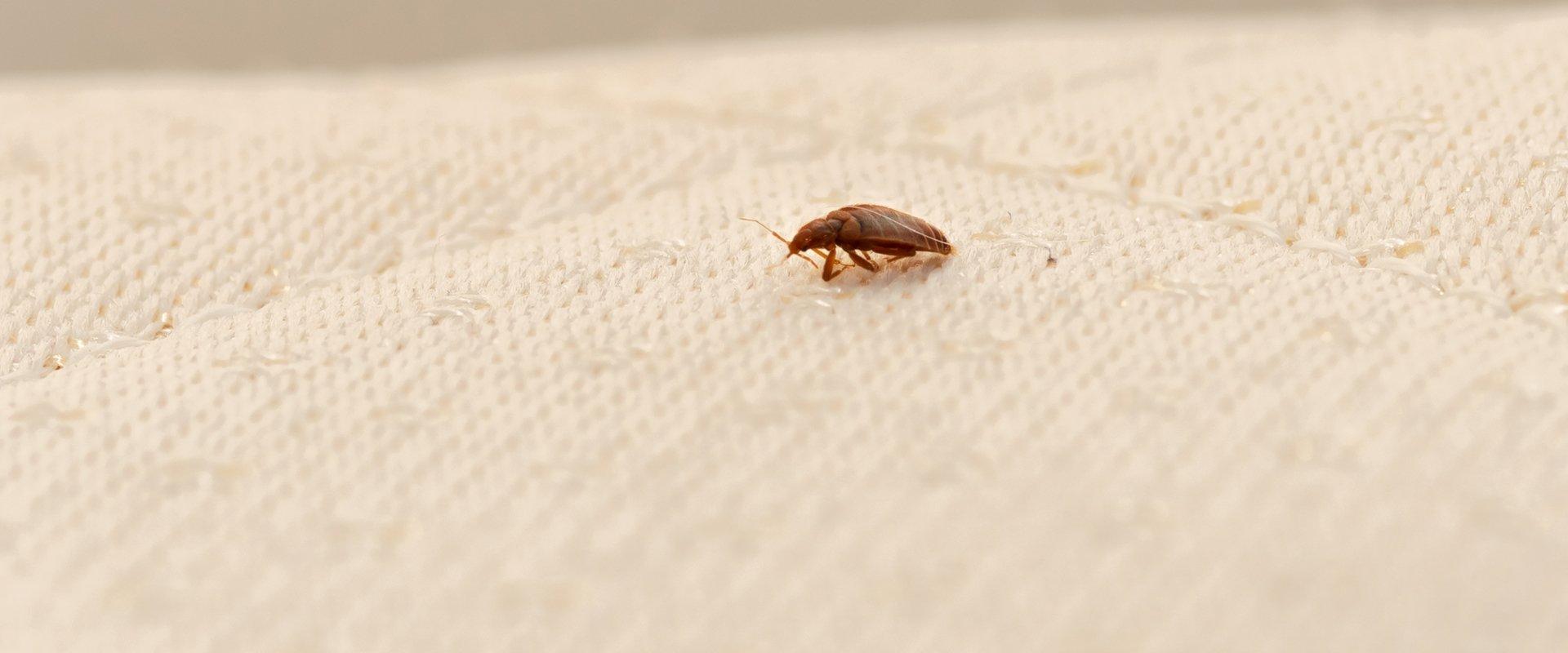 a bed bug on a mattress