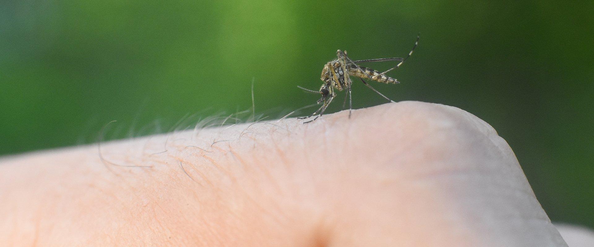 a mosquito biting a hand