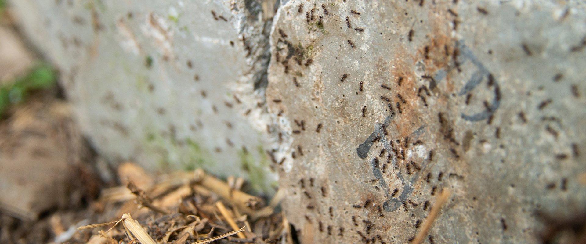 ants on a rock